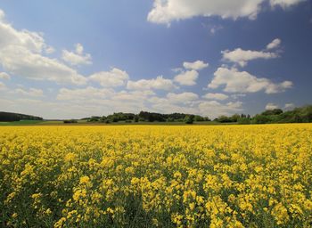 Scenic view of oilseed rape field against sky