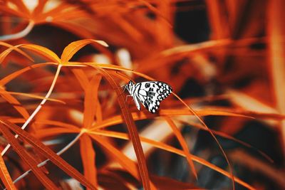 Close-up of butterfly on orange flower