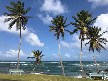 Palm trees on beach against sky
