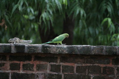 Close-up of bird perching on wall