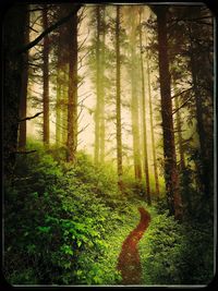 Pine trees in forest