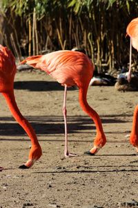 View of birds on field