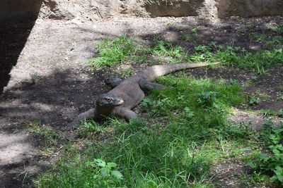 High angle view of lizard on field