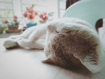Close-up of a cat sleeping