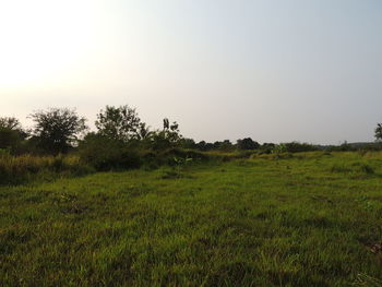 Scenic view of grassy field against sky