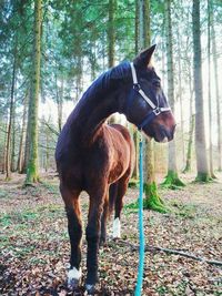 Horse standing in a forest