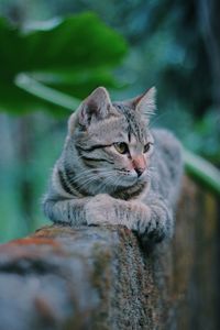 Kitten and nature