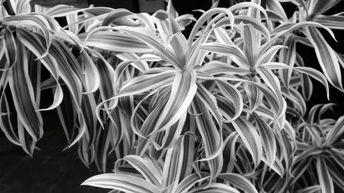 Close-up of flowers