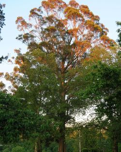 Low angle view of trees against sky during autumn