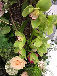 Close-up of rose bouquet on plant