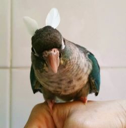 Close-up of man holding bird
