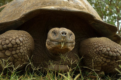 Close-up of giant tortoise on field