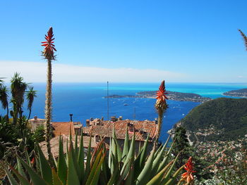 Cactus plants by sea against sky