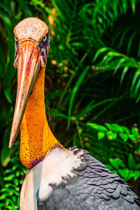 Close-up of a bird