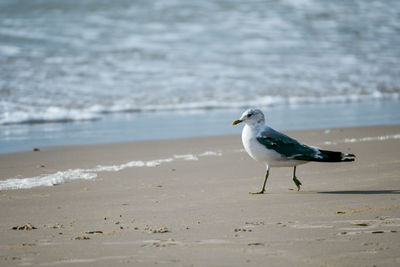 Seagull perching on a beach