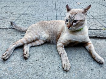 Cat relaxing on footpath