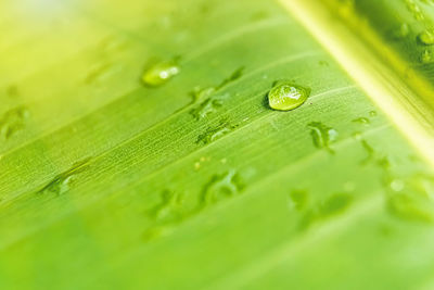 Close-up of raindrops on green leaves