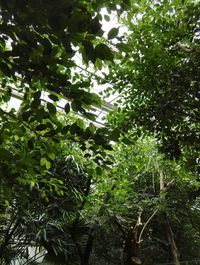 Low angle view of trees against sky