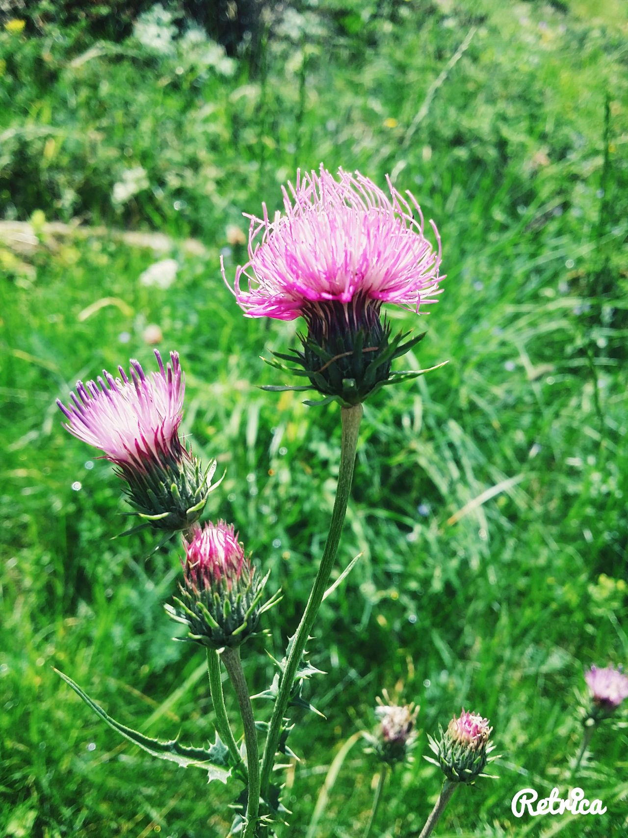 A thistle flower in the making