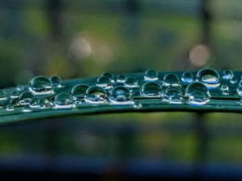 Close-up of water drops on leaf