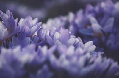 Close-up of purple flowering plant