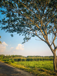 Scenic view of trees on field against sky