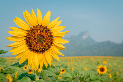 Sunflower in field against sky