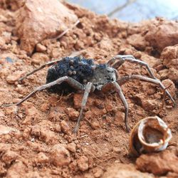 Close-up of insect on rock