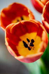 Close-up of red flower