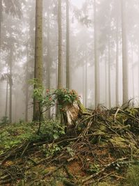 Trees in forest