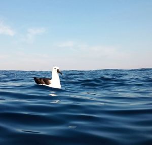 View of bird swimming in sea against sky