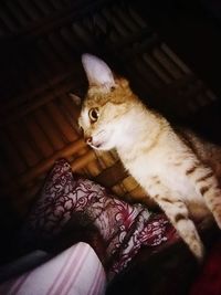 High angle view of cat sitting on floor