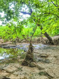 Scenic view of river amidst trees in forest