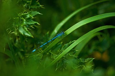 Close-up of damselfly on plant