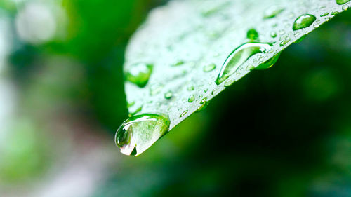 Close-up of raindrops on leaf