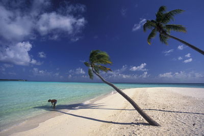 Palm trees on beach