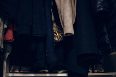 Funny scared tabby pet cat hiding in clothes at closet. 
