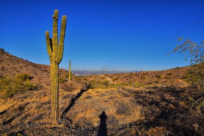 Cactus saguaro carnegiea gigantea, south mountain park preserve, pima canyon, phoenix arizona desert