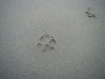 High angle view of footprints on wet sand