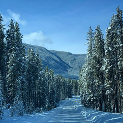 Snow covered road amidst trees against sky