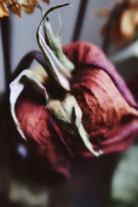 Close-up of purple flower on table