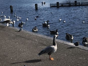 Flock of seagulls at lake