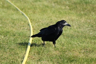 Bird perching on a field