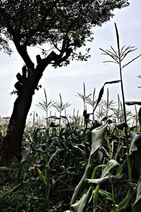 Trees growing on field