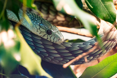 Close-up of snake amidst leaves