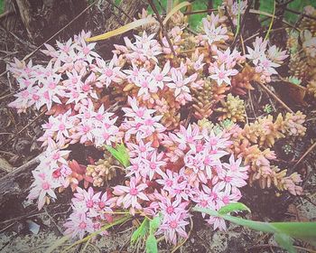 Close-up of pink flowers