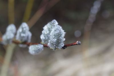 Close-up of frozen plant