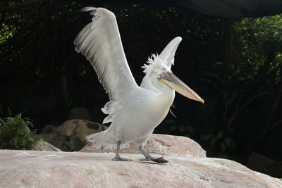 White bird flying over rock