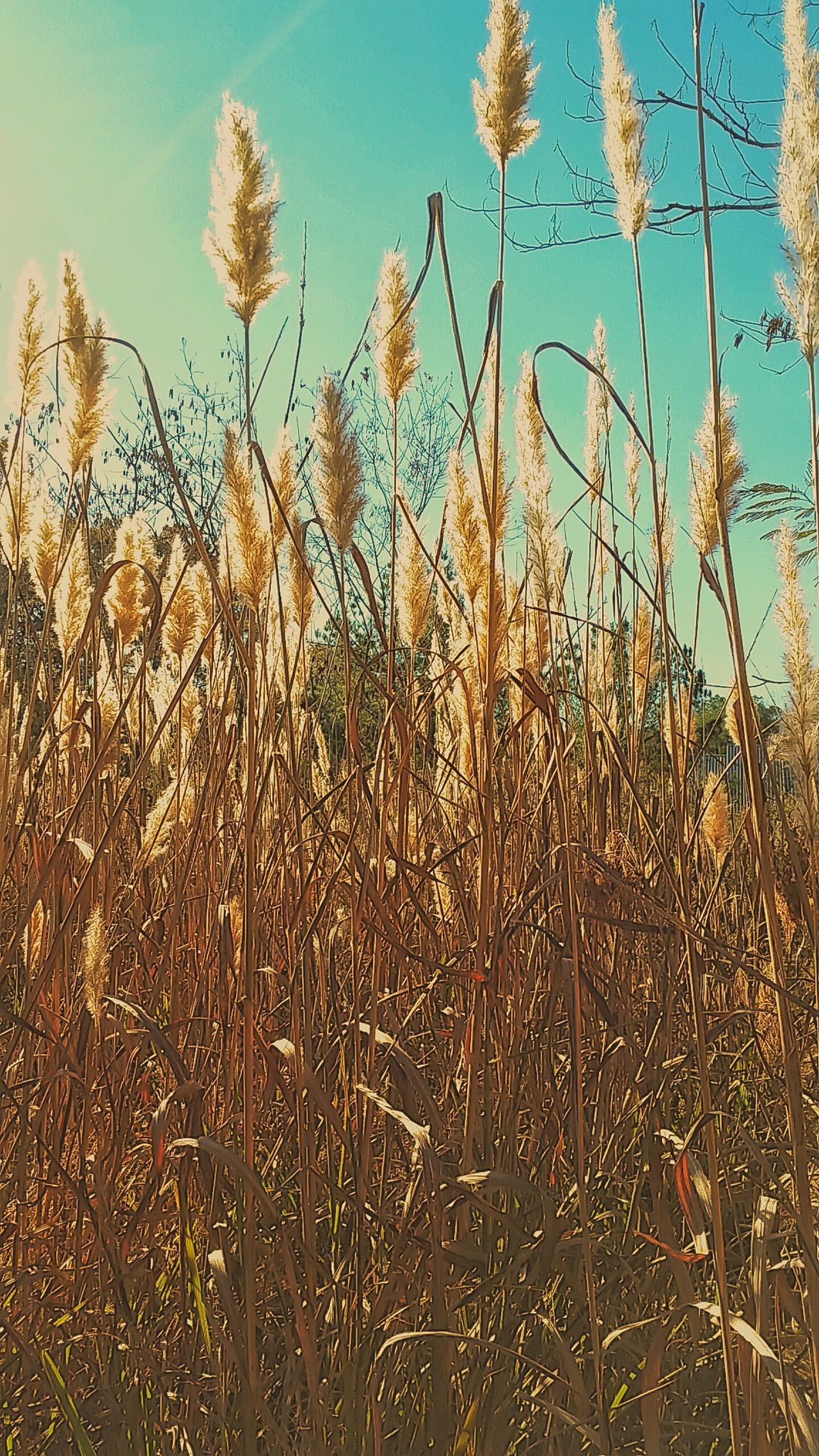 Wild grasses fluffy