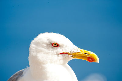 Close-up of white birds